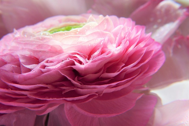 blomma